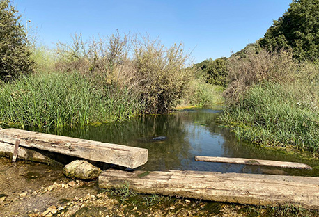 מים זורמים בבריכת צנאן לאחר הקיץ השרבי ב-2020.  צילום: גיל סיאקי, קק"ל